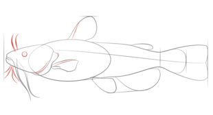 Fisch 2 zeichnen lernen schritt für schritt tutorial 5