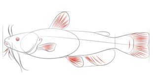 Fisch 2 zeichnen lernen schritt für schritt tutorial 6