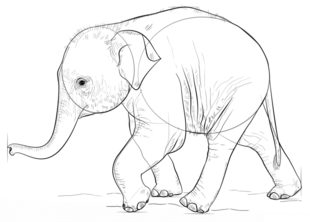 Elefantchen zeichnen lernen schritt für schritt tutorial 7