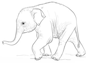 Elefantchen zeichnen lernen schritt für schritt tutorial 8