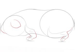 Meerschweinchen zeichnen lernen schritt für schritt tutorial 4