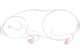 Meerschweinchen zeichnen lernen schritt für schritt tutorial 5