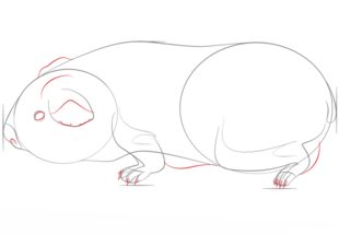 Meerschweinchen zeichnen lernen schritt für schritt tutorial 6