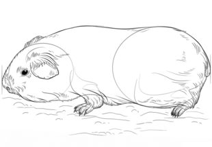 Meerschweinchen zeichnen lernen schritt für schritt tutorial 7