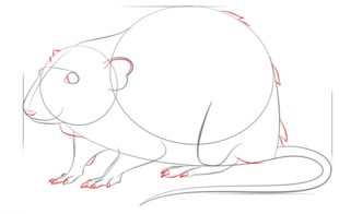 Ratte zeichnen lernen schritt für schritt tutorial 7