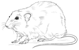 Ratte zeichnen lernen schritt für schritt tutorial 9