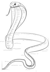 Schlange - Kobra zeichnen lernen schritt für schritt tutorial