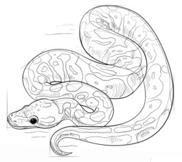 Schlange – Python zeichnen lernen schritt für schritt tutorial 6