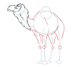 Kamel zeichnen lernen schritt für schritt tutorial 5