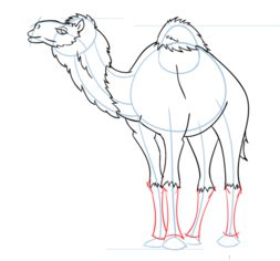 Kamel zeichnen lernen schritt für schritt tutorial 8