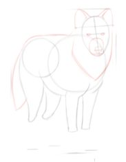 Wolf zeichnen lernen schritt für schritt tutorial 3