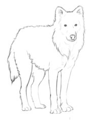 Wolf zeichnen lernen schritt für schritt tutorial 7
