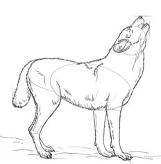 Wolf 2 zeichnen lernen schritt für schritt tutorial 7