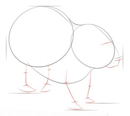 Nacktnasenwombat zeichnen lernen schritt für schritt tutorial 3