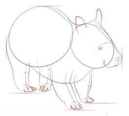 Nacktnasenwombat zeichnen lernen schritt für schritt tutorial 5