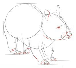 Nacktnasenwombat zeichnen lernen schritt für schritt tutorial 6