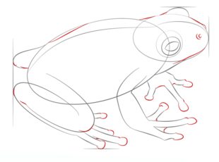 Frosch 2 zeichnen lernen schritt für schritt tutorial 7