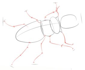 Käfer zeichnen lernen schritt für schritt tutorial 4