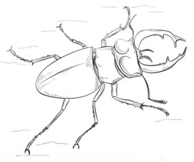 Käfer zeichnen lernen schritt für schritt tutorial 8