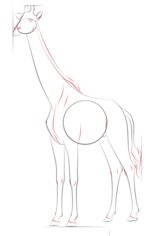 Giraffe zeichnen lernen schritt für schritt tutorial 7
