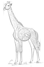 Giraffe zeichnen lernen schritt für schritt tutorial 8