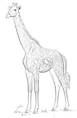 Giraffe zeichnen lernen schritt für schritt tutorial 9