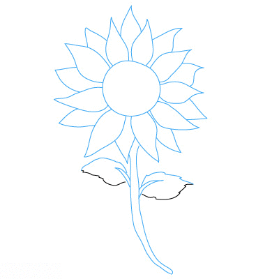 Sonnenblume zeichnen 10